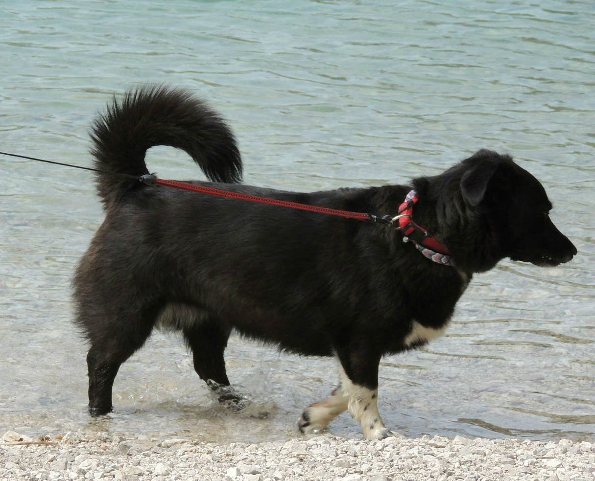 A pet held on a leash