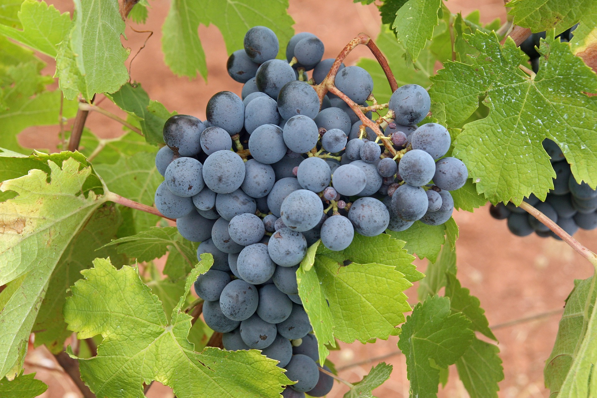 Winegrapes in vineyard
