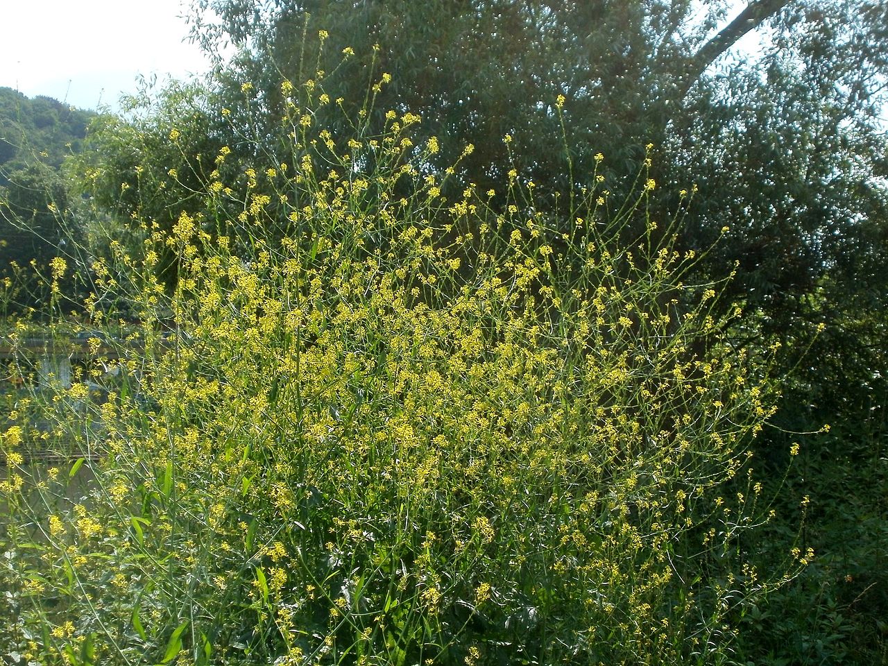 Black mustard (Brassica nigra) is an annual herbaceous plant that originated in the Middle East