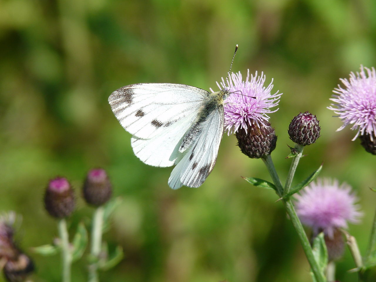 Green-veined White Butterfly or common butterfly