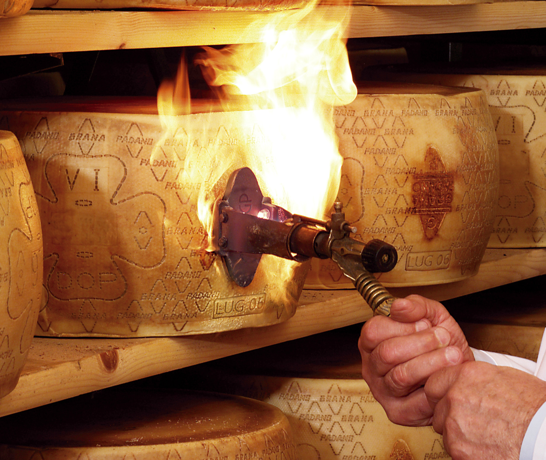 A cheese wheel gets fire-branded with the logo of the Grana Padano Consorzio