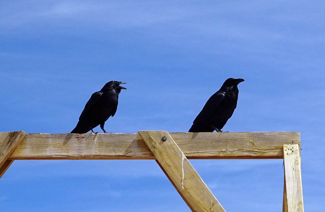 Two common raven