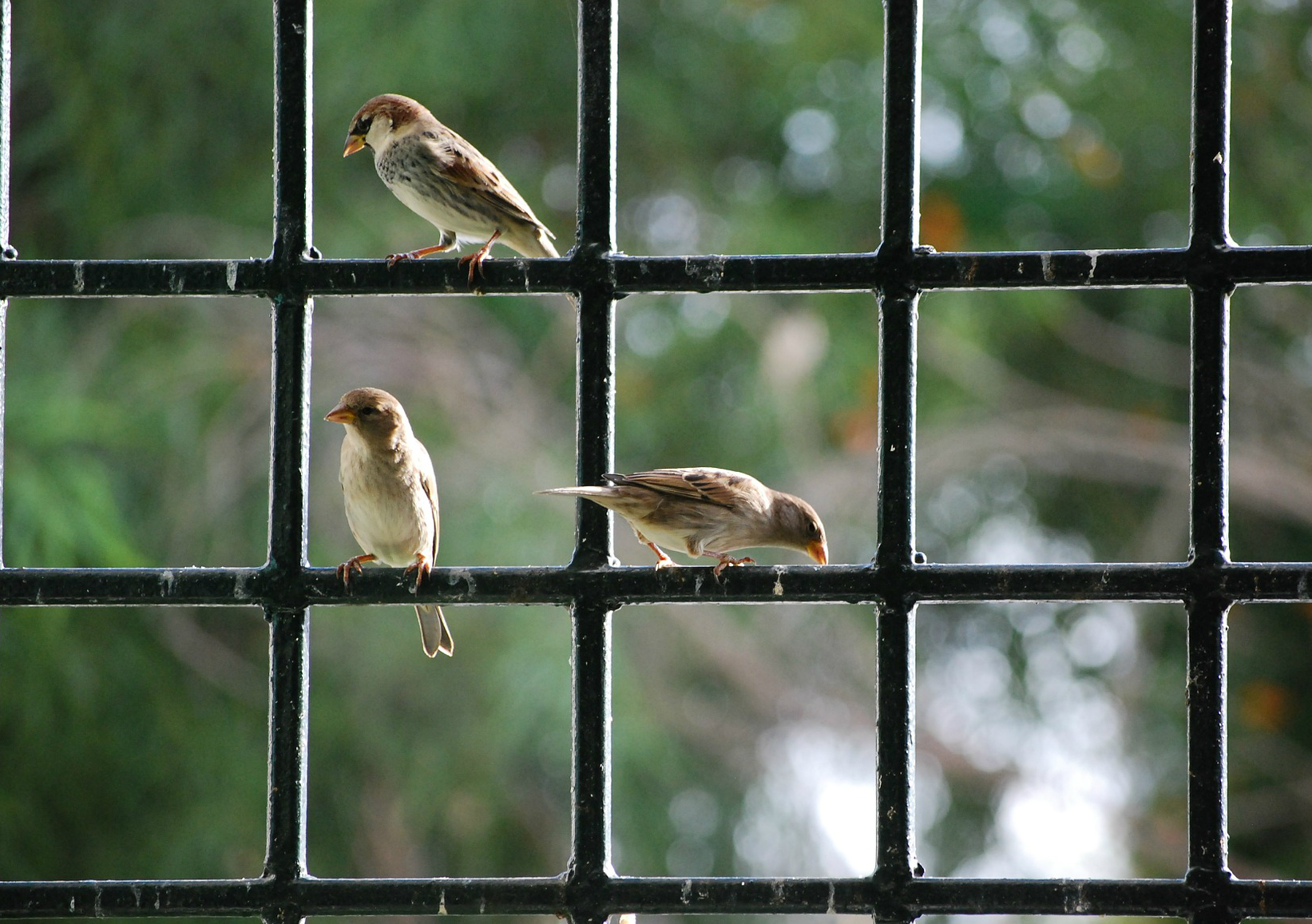 Some sparrows on a gitter