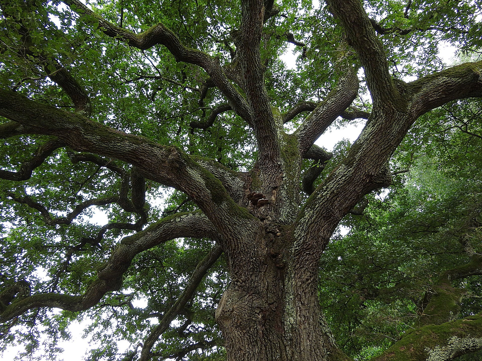 A huge old oak
